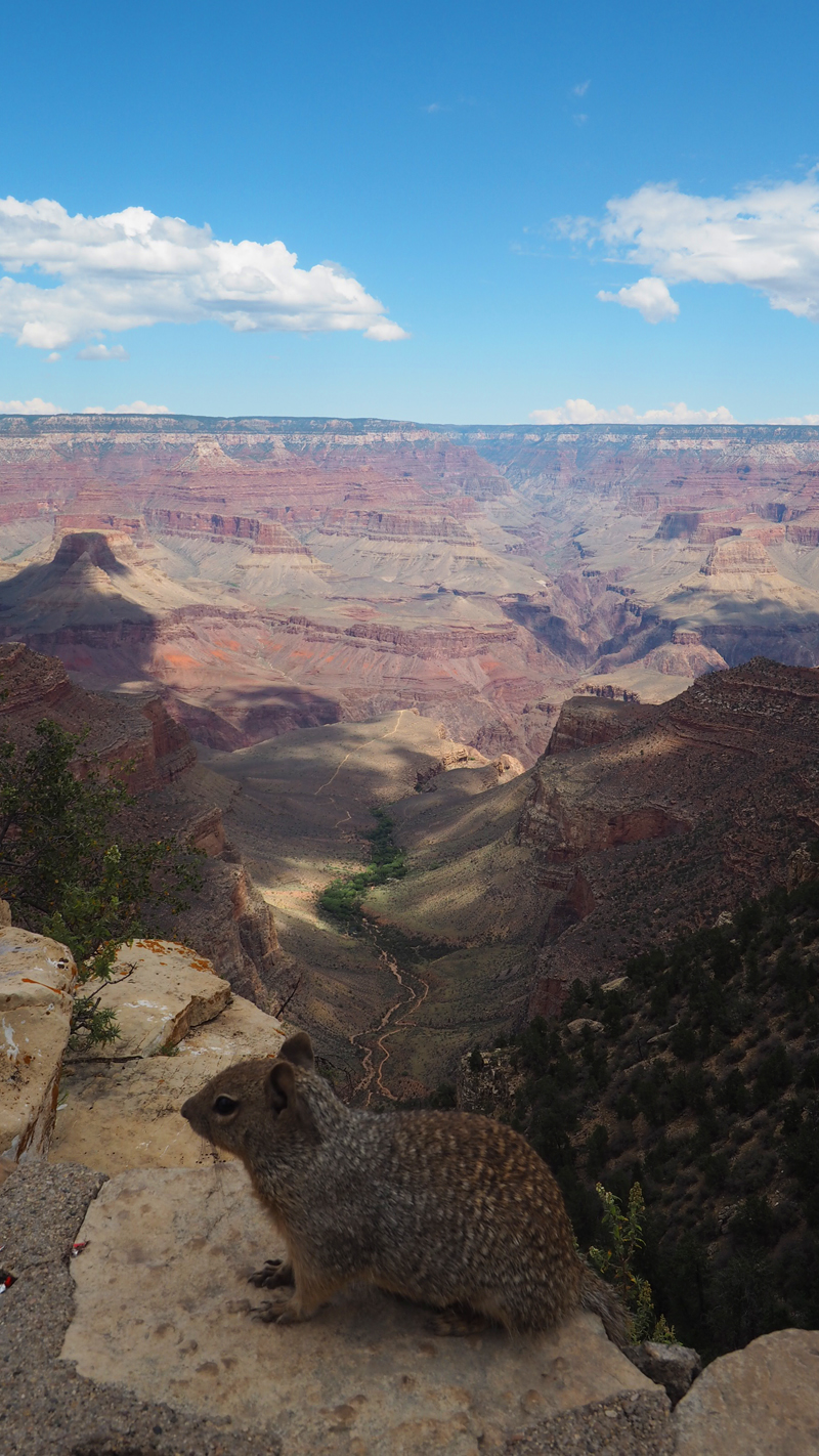 What to see in Grand Canyon in one day - South Rim wildlife