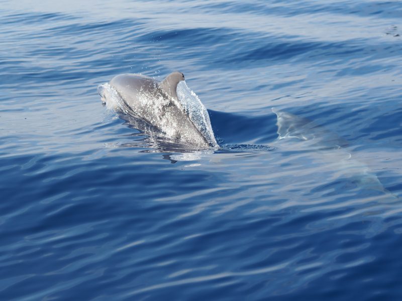Things to do in Madeira - Whale watching in Madeira