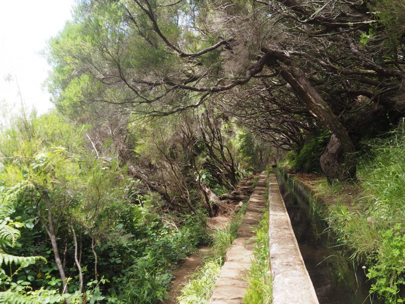 hiking Madeira Levada das 25 fontes trail Laurel forest
