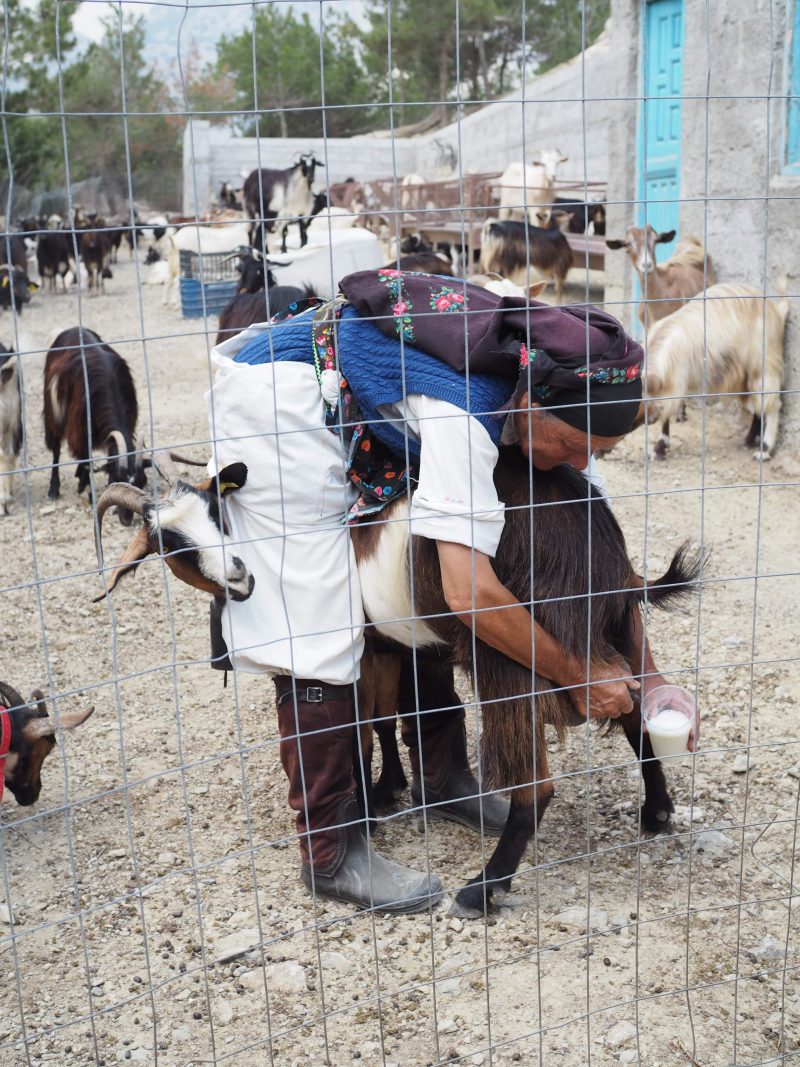 sheep milking Greece traditional north of Karpathos Island