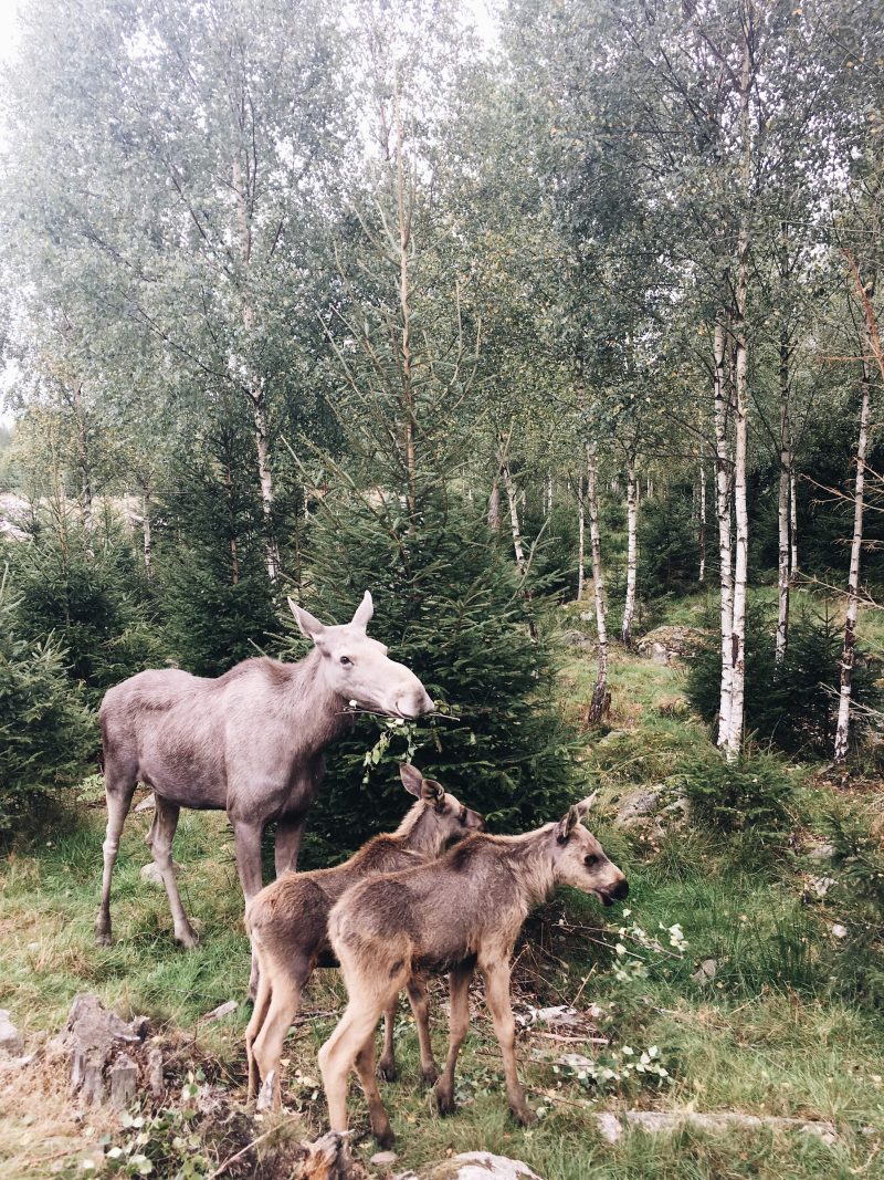 Reindeer Safari Algpark Småland Sweden