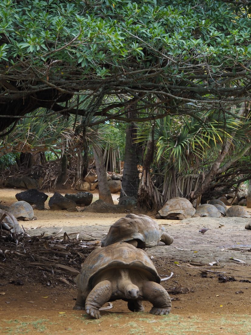 10 activities in Mauritius La Vanille Park giant turtle
