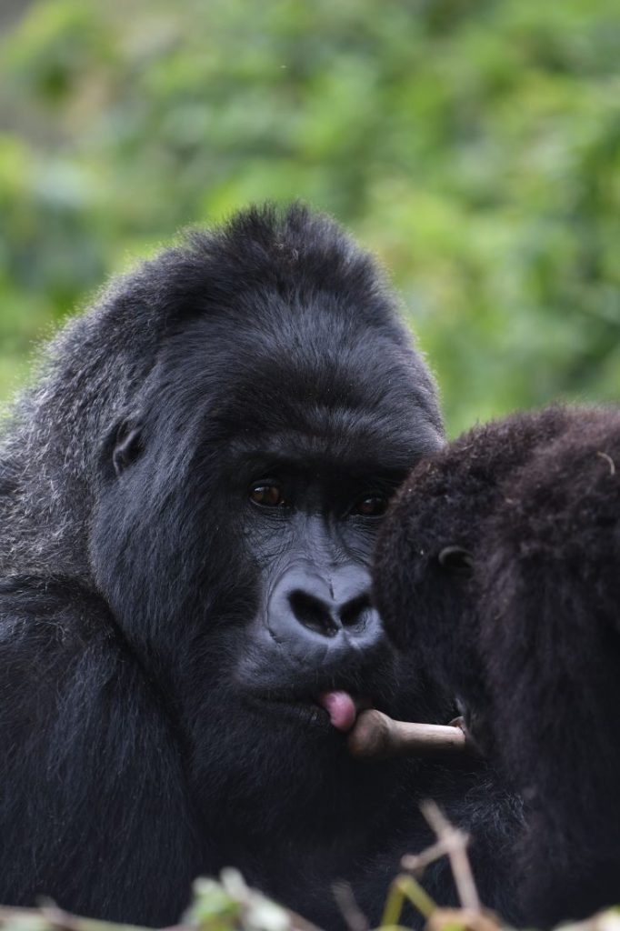 Animals of Rwanda Gorillas