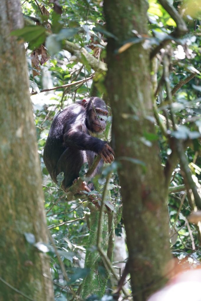 Chimpanzee trekking Rwanda