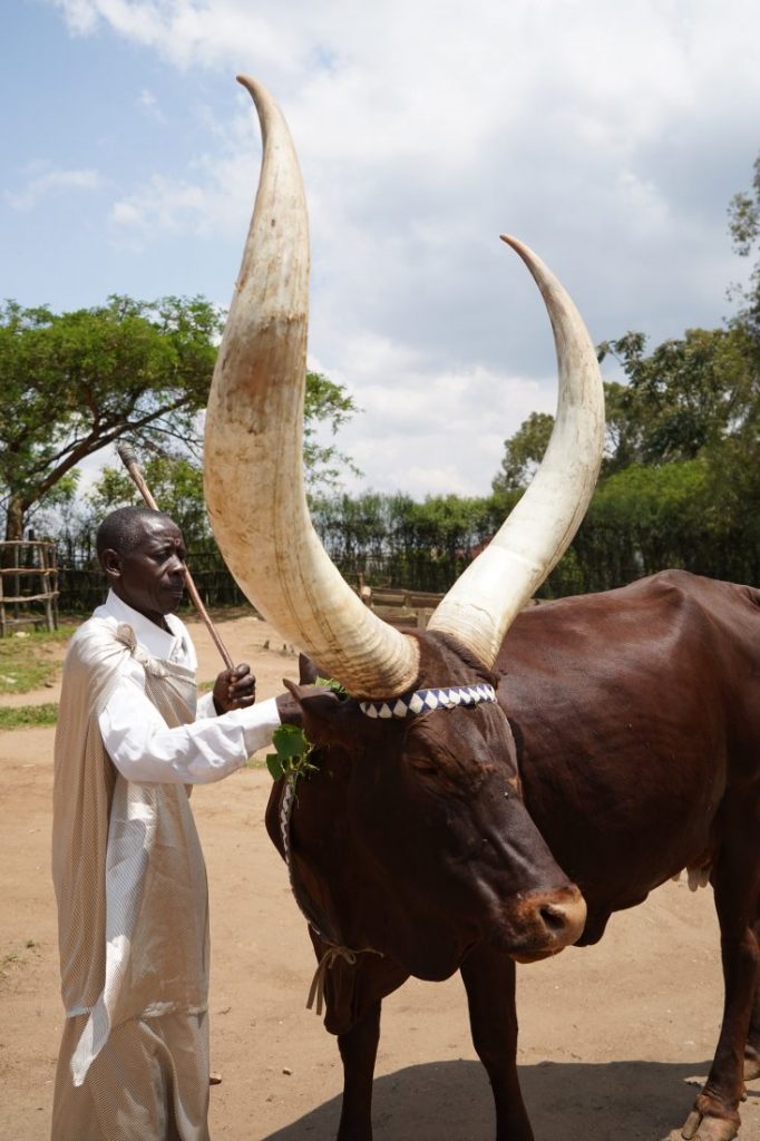 Inyambo﻿ Cows animals of Rwanda