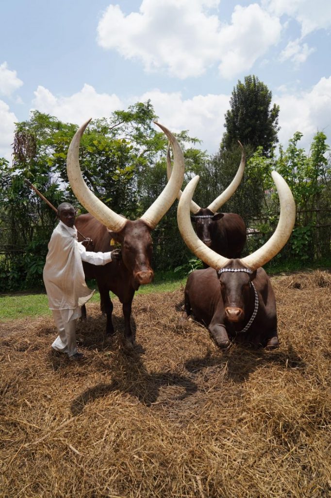 Inyambo﻿ Cows animals of Rwanda