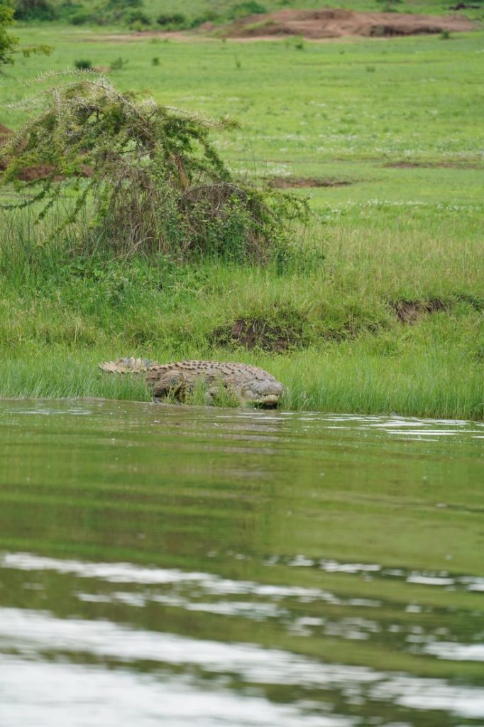 boat safari in Akagera - Rwanda crocodile