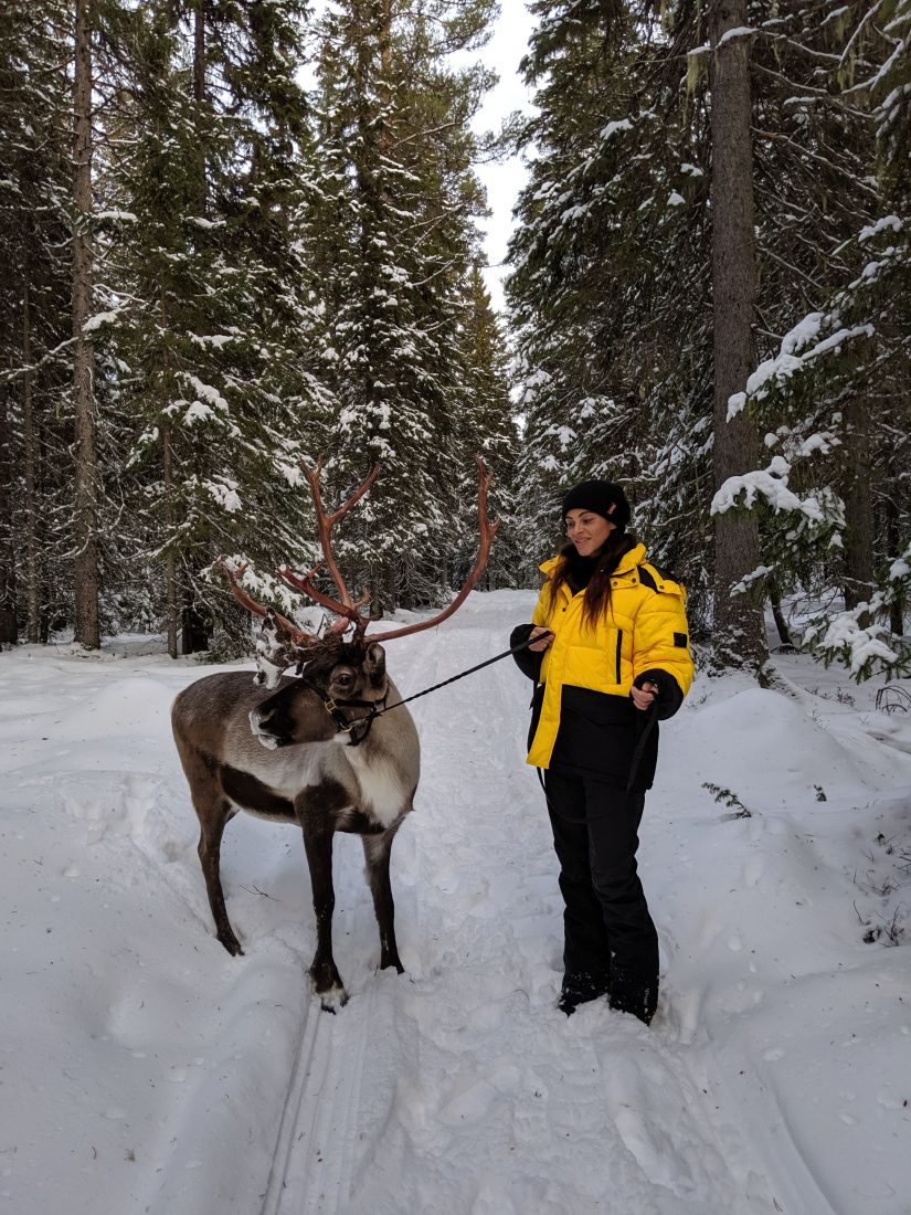 Visit Jamtland county Sweden winter wonderland reindeer-min