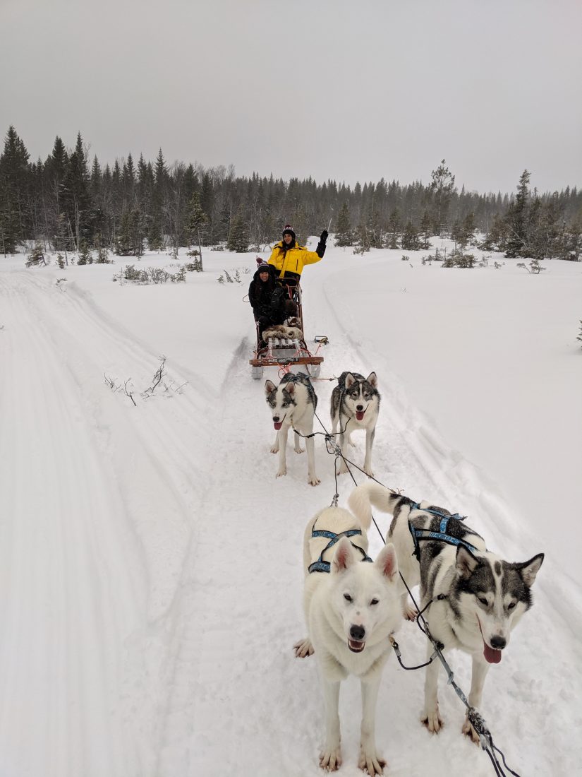 Winter activities in Jamtland Dog Sledging
