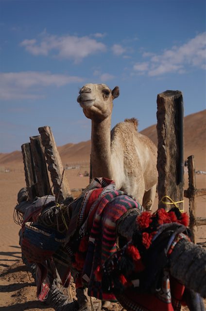 Camel at Wahiba sands