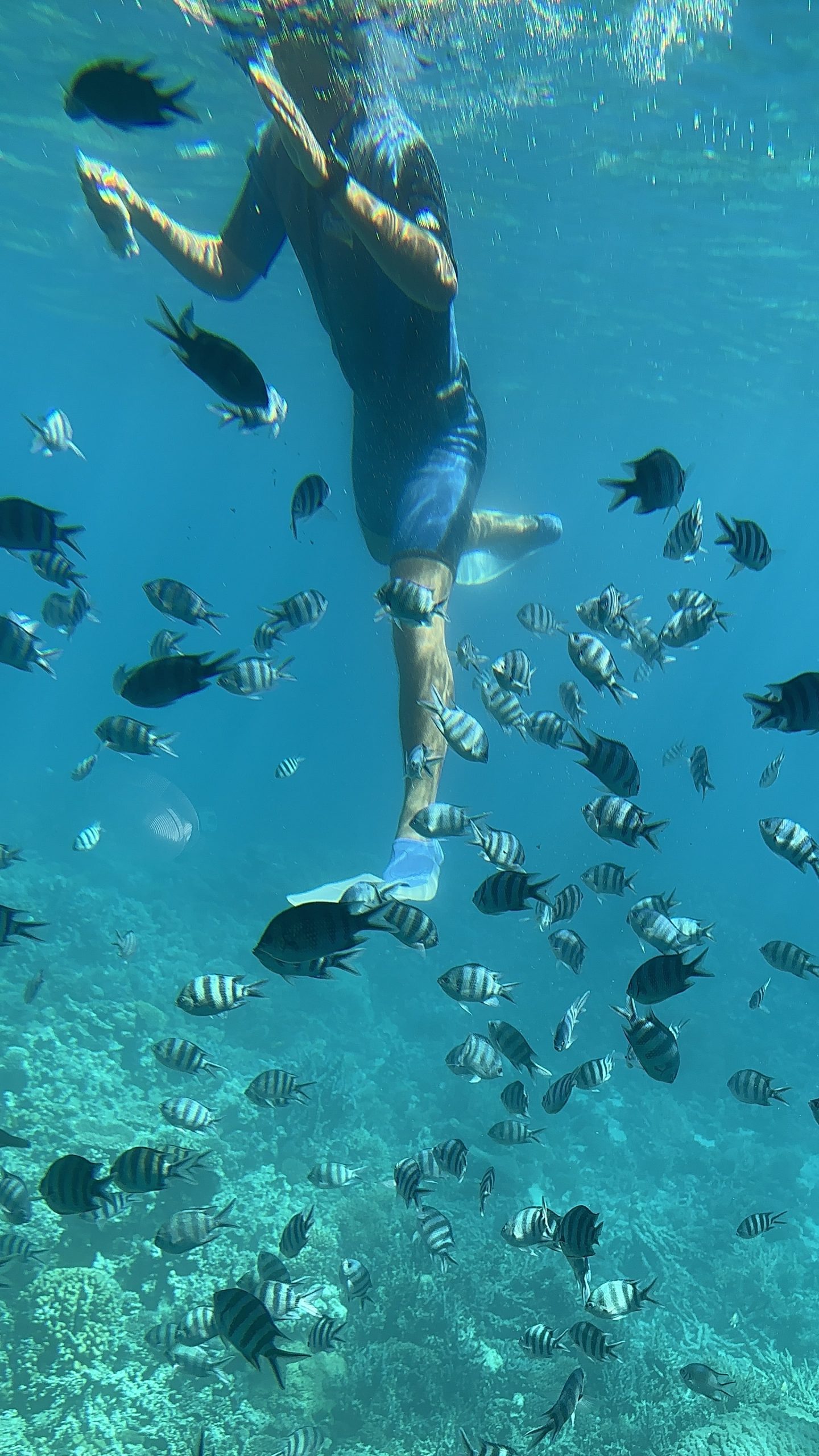underwater boat and snorkelling day trip from Neverland resort Hurghada Egypt former jungle aqua park