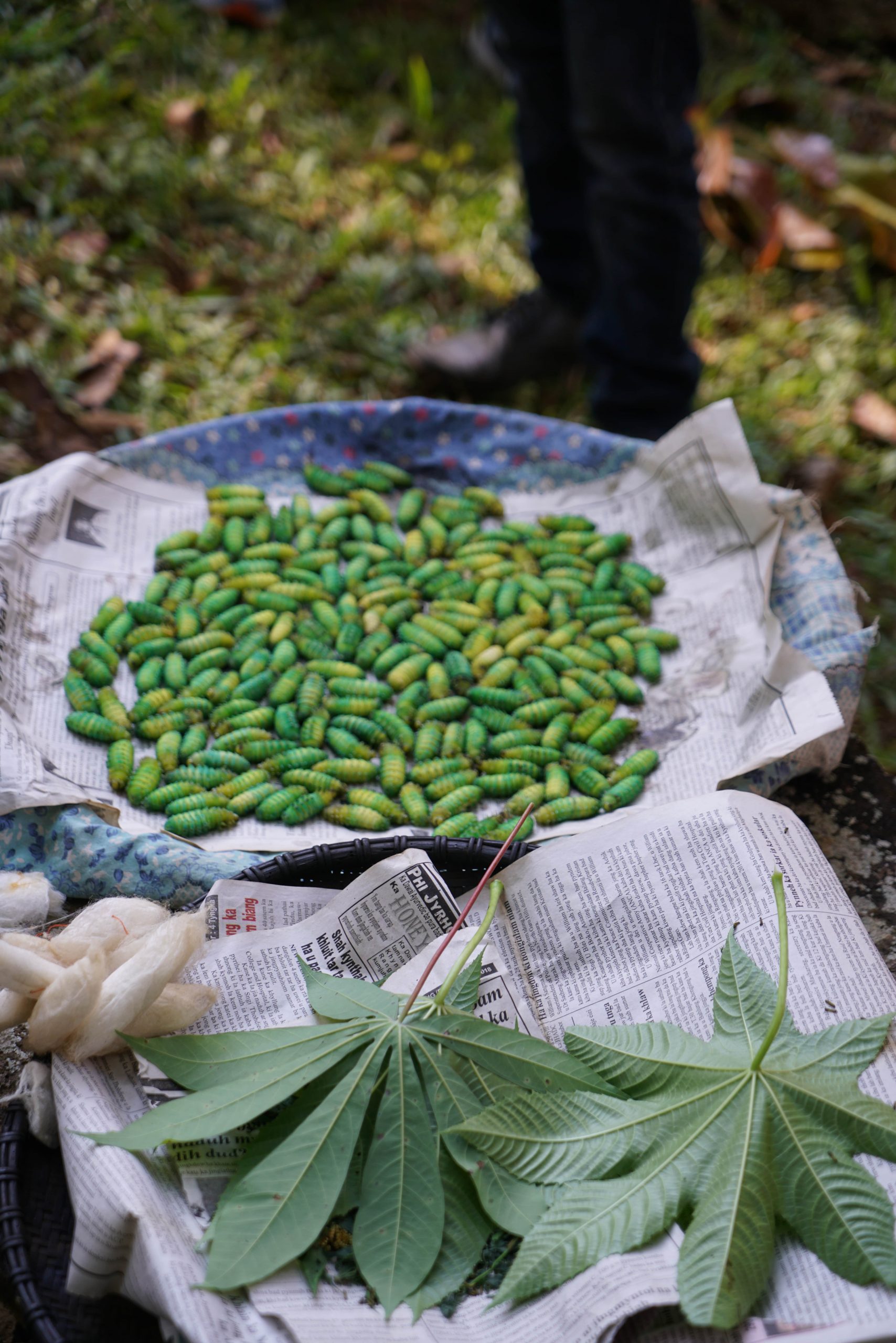 Sericulture Northeast India